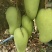 海南套袋金煌芒（水仙），可代发整车：物流，一条龙服务