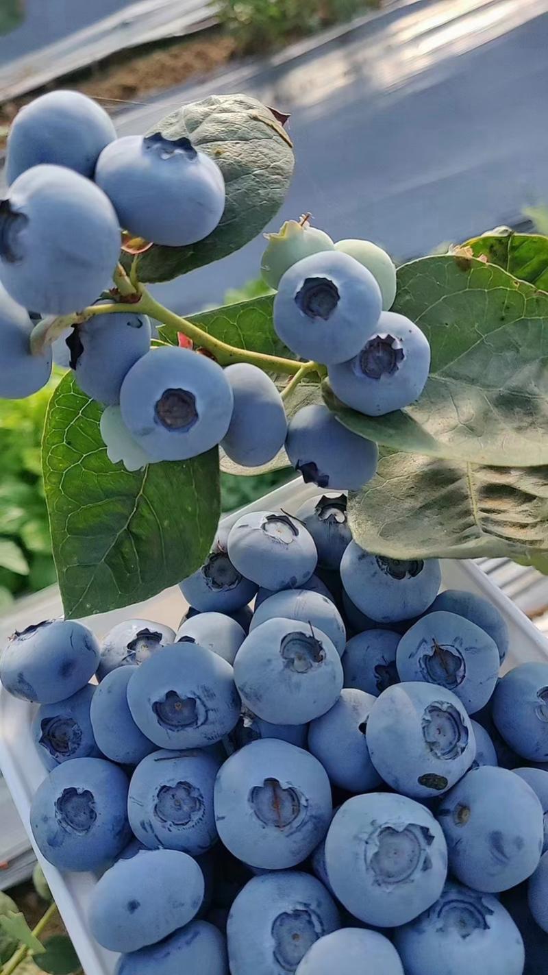 蓝莓北陆薄雾莱克西蓝莓品种齐全产地直发全国发货