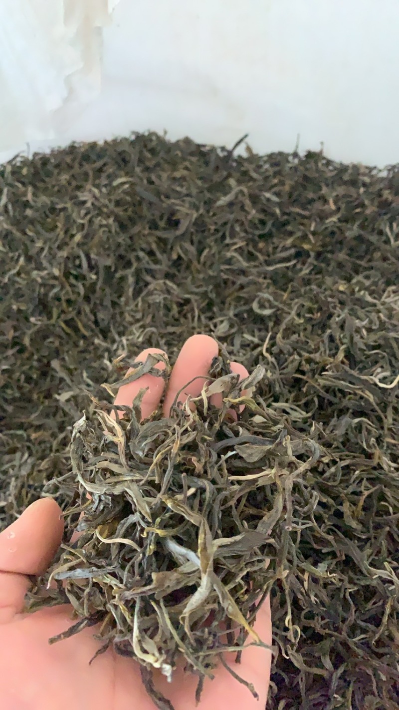 云南临沧凤庆古树茶