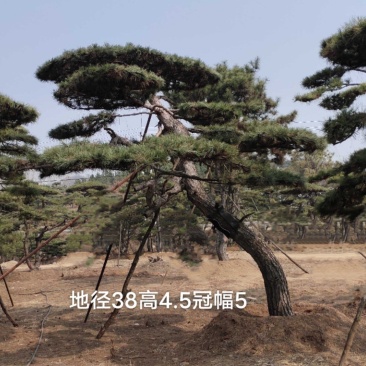 大型古松，精品造型松量大质优价格优惠欢迎各大老板采购