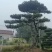 大型古松，精品造型松量大质优价格优惠欢迎各大老板采购