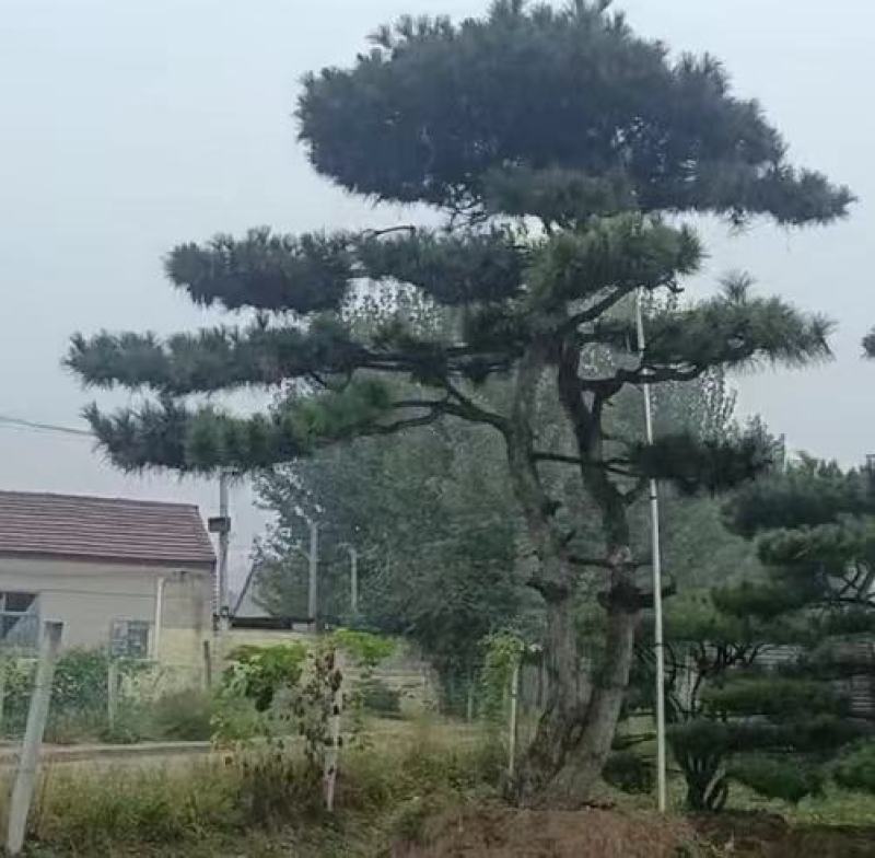 大型古松，精品造型松量大质优价格优惠欢迎各大老板采购