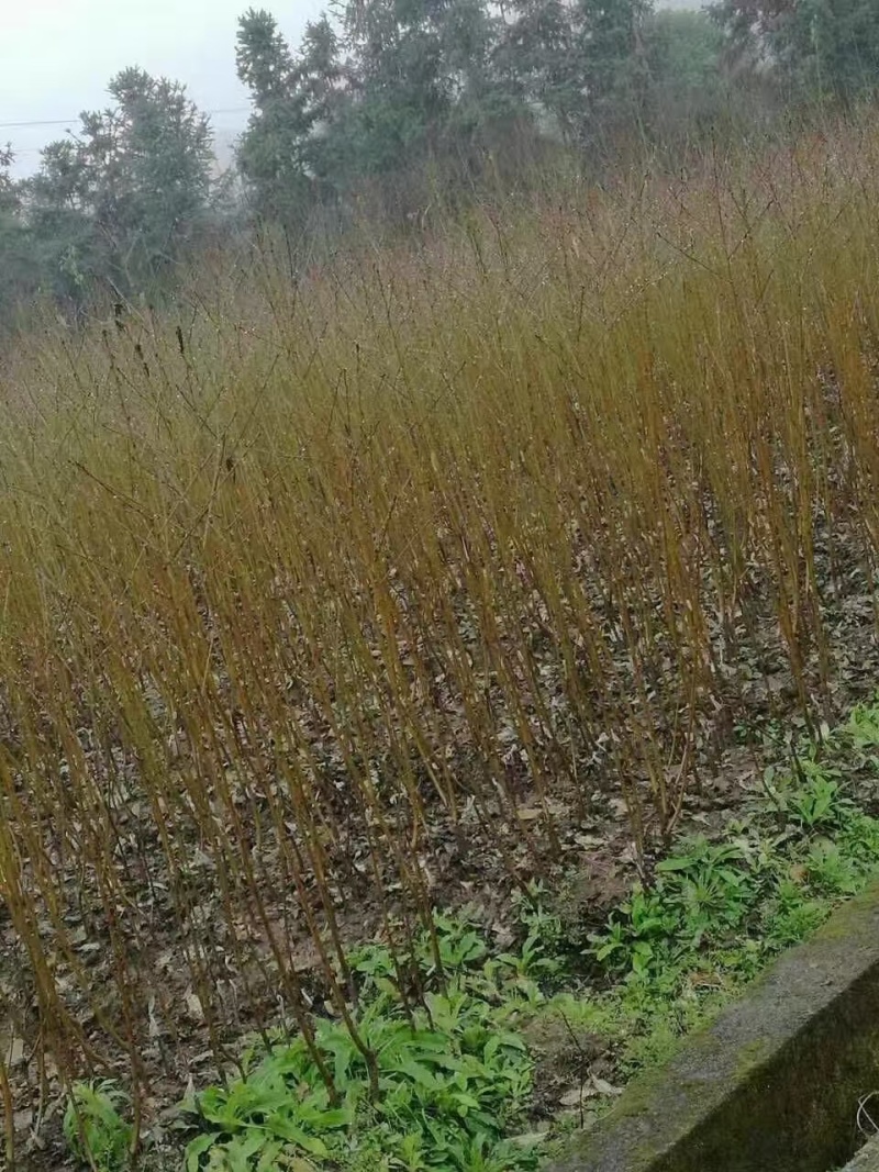 秋雪优系桃苗，中晚熟个大离核丰产挂树期长香脆浓甜，