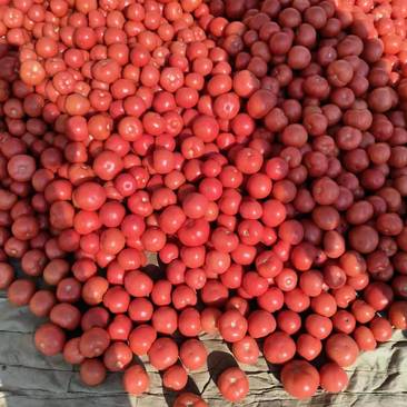 西红柿高质量西红柿番茄商超对接电商平台供应