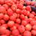 西红柿高质量西红柿番茄商超对接电商平台供应