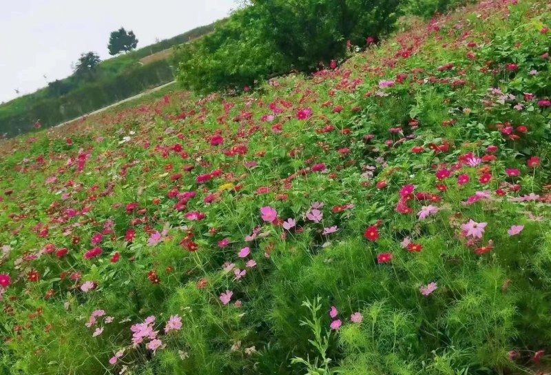 波斯菊种子格桑花种子四季开花易种易活庭院室外花卉野花组合
