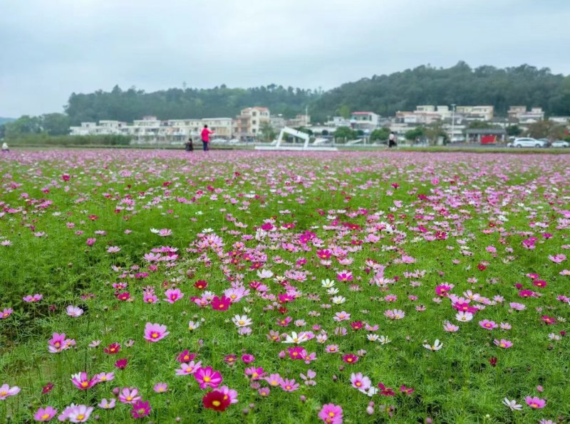 波斯菊种子格桑花种子四季开花易种易活庭院室外花卉野花组合