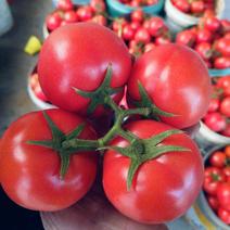 精品西红柿串果西红柿货源充足量大从优质量保证欢迎咨询