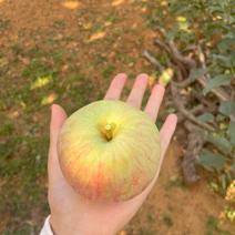 正宗山东小国光苹果新鲜水果应季孕妇精选老品种酸甜可口国光