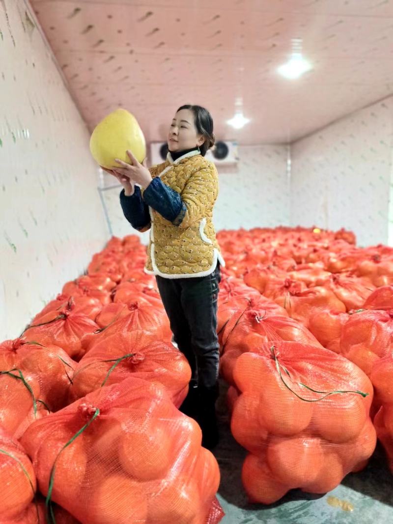 四川柚子红心柚三红柚产地直发量大优惠支持视频看货