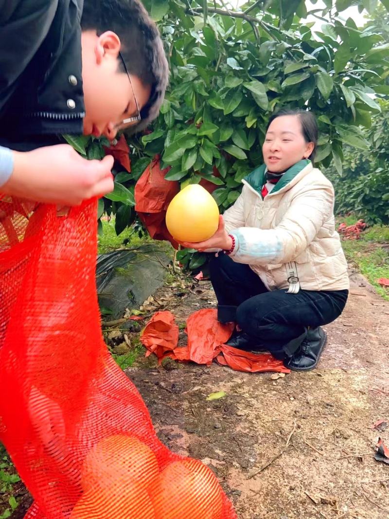 四川柚子红心柚三红柚产地直发量大优惠支持视频看货