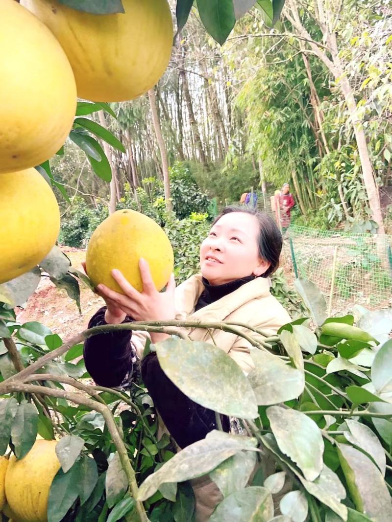四川柚子红心柚三红柚产地直发量大优惠支持视频看货