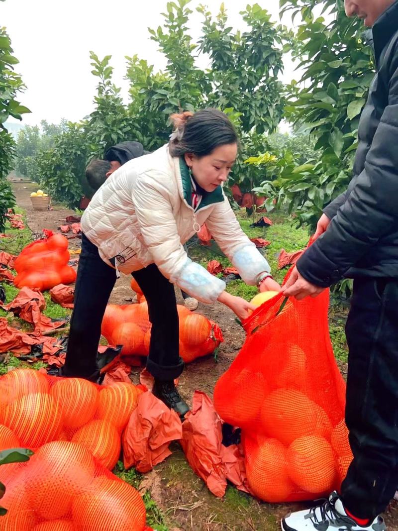 四川柚子红心柚三红柚产地直发量大优惠支持视频看货