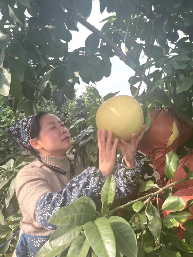 四川柚子红心柚三红柚产地直发量大优惠支持视频看货