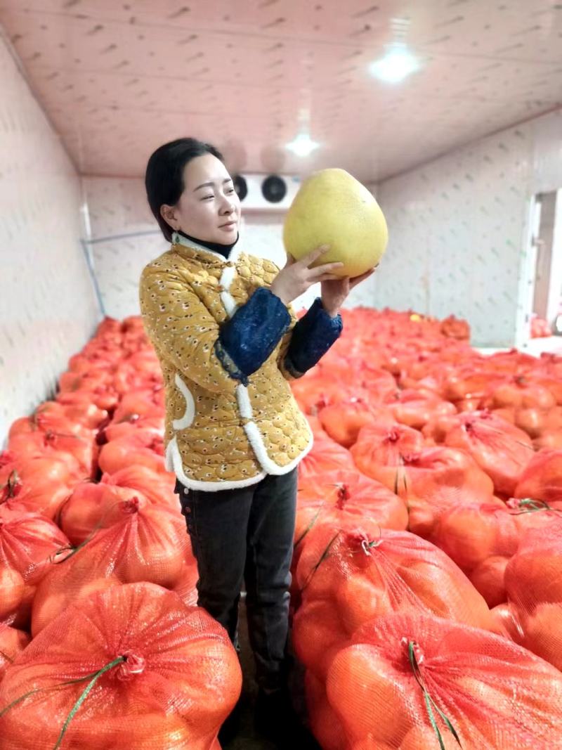 四川柚子红心柚三红柚产地直发量大优惠支持视频看货
