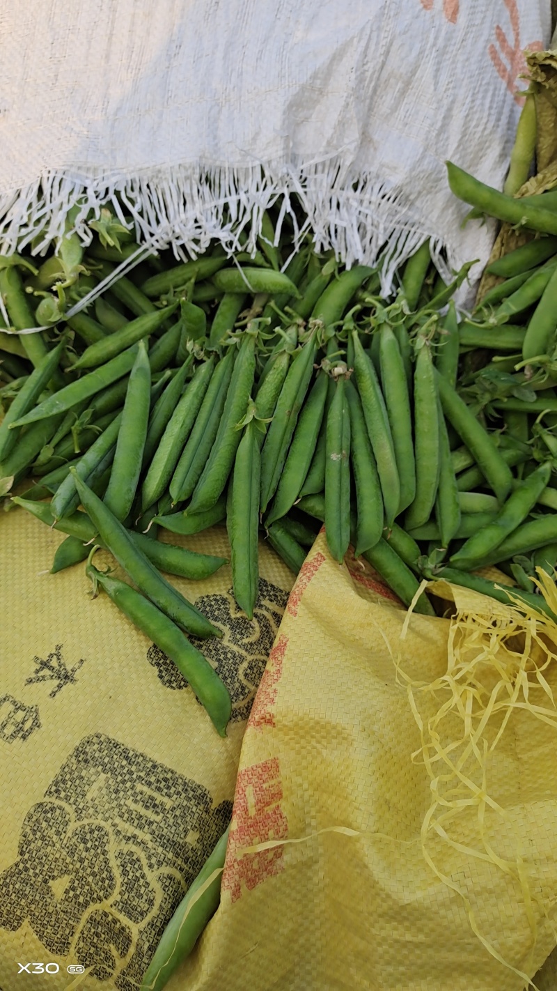 豌豆