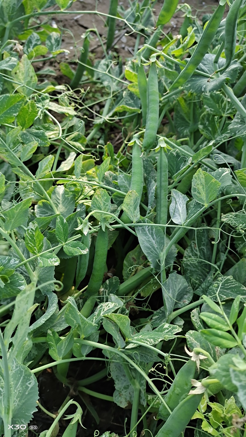 豌豆