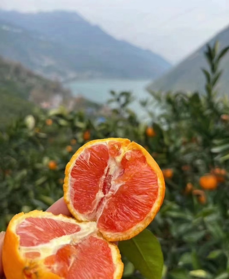 【热卖】精品湖北血橙，产地一手货源，汁水多口感好