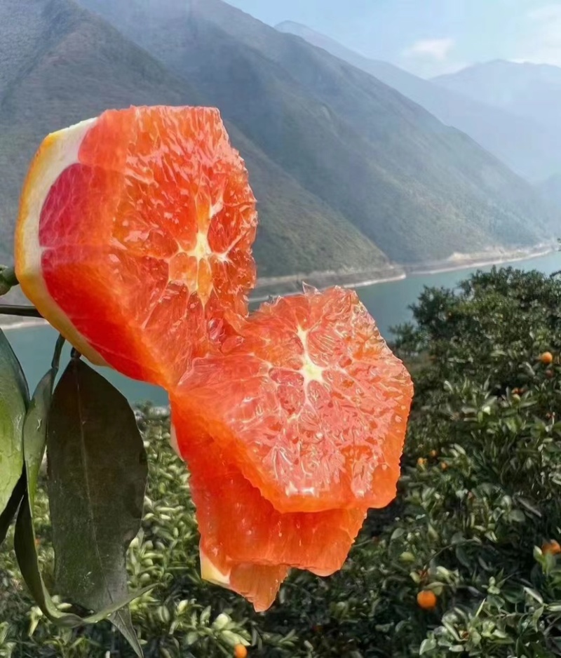 【热卖】精品湖北血橙，产地一手货源，汁水多口感好