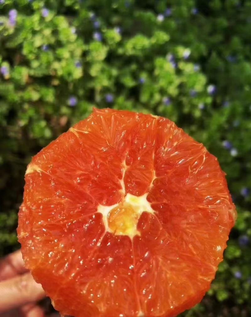【热卖】精品湖北血橙，产地一手货源，汁水多口感好