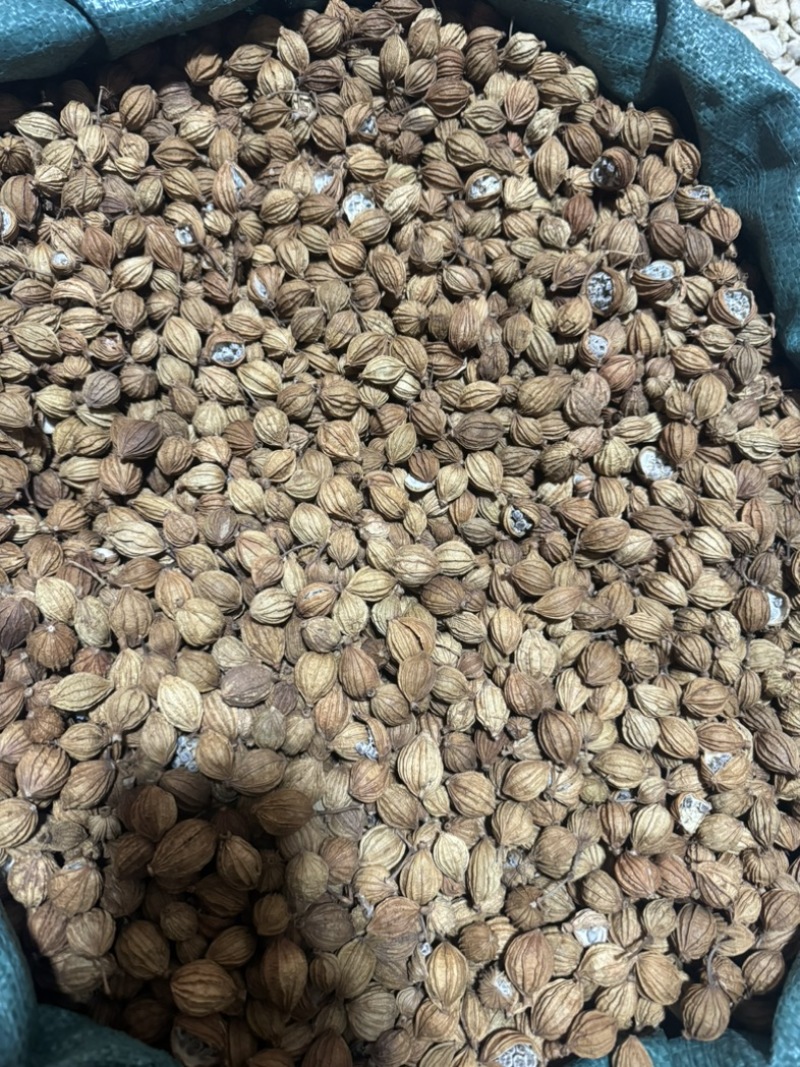 香砂大料香砂保庆药业批发香砂实物拍摄