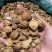 香砂大料香砂保庆药业批发香砂实物拍摄