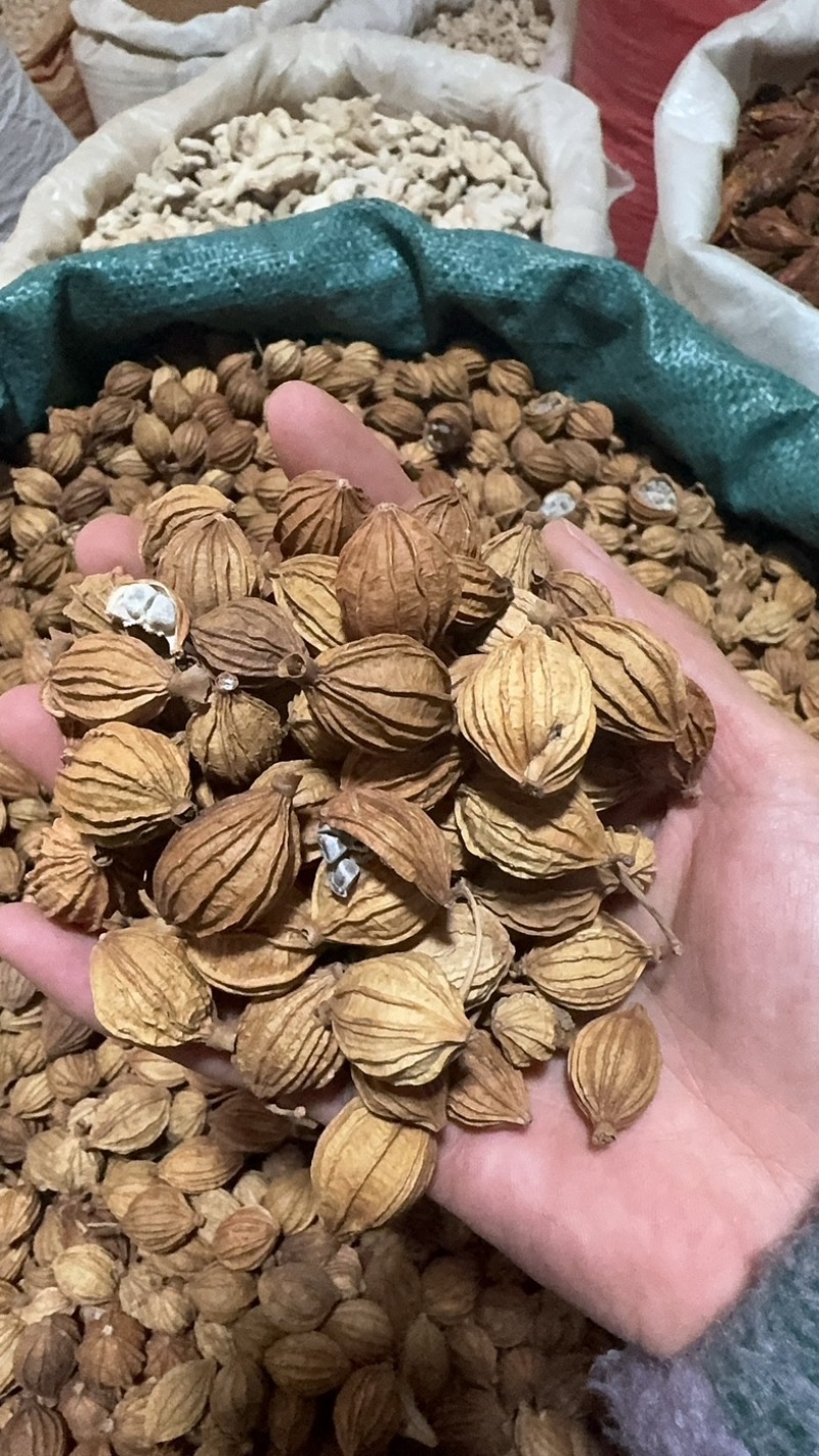 香砂大料香砂保庆药业批发香砂实物拍摄