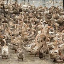 杭州散养老鸭品质保证产地直发可视频欢迎咨询