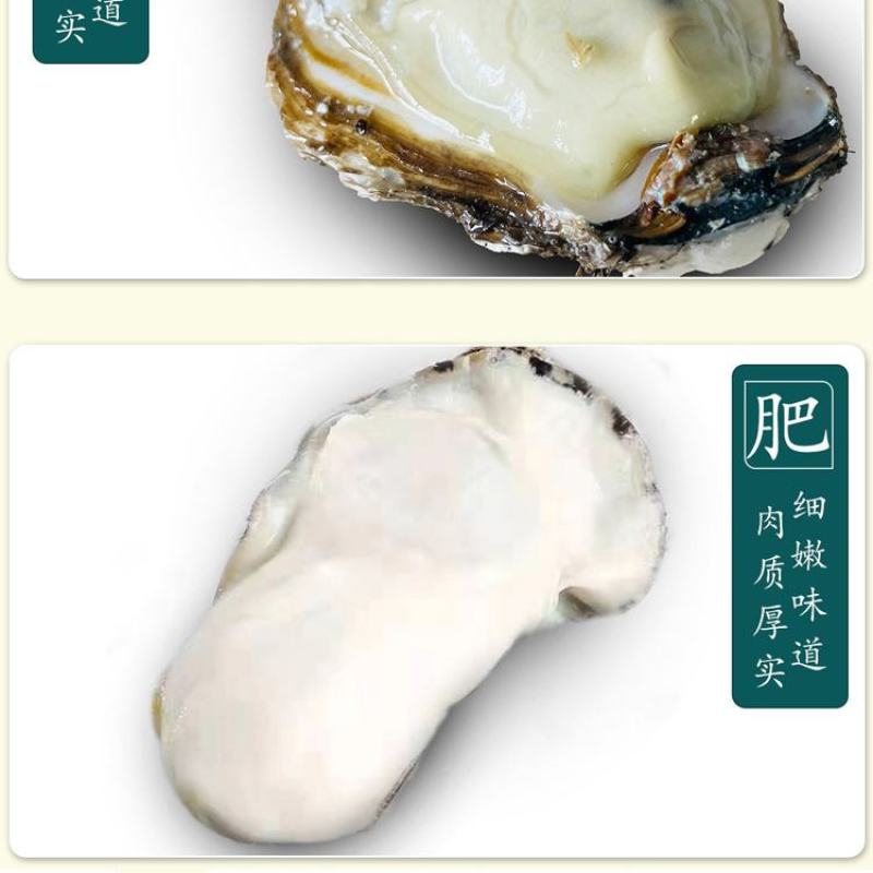 现捕乳山生蚝鲜活大牡蛎带壳贝类海蛎子鲜活海鲜水产批发5斤