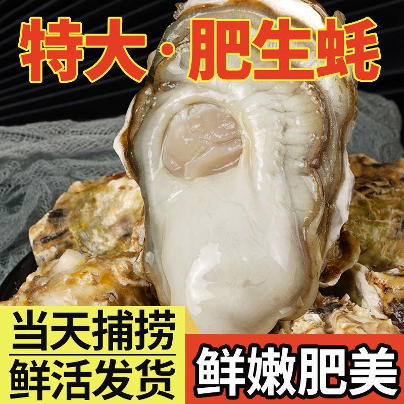 现捕乳山生蚝鲜活大牡蛎带壳贝类海蛎子鲜活海鲜水产批发5斤
