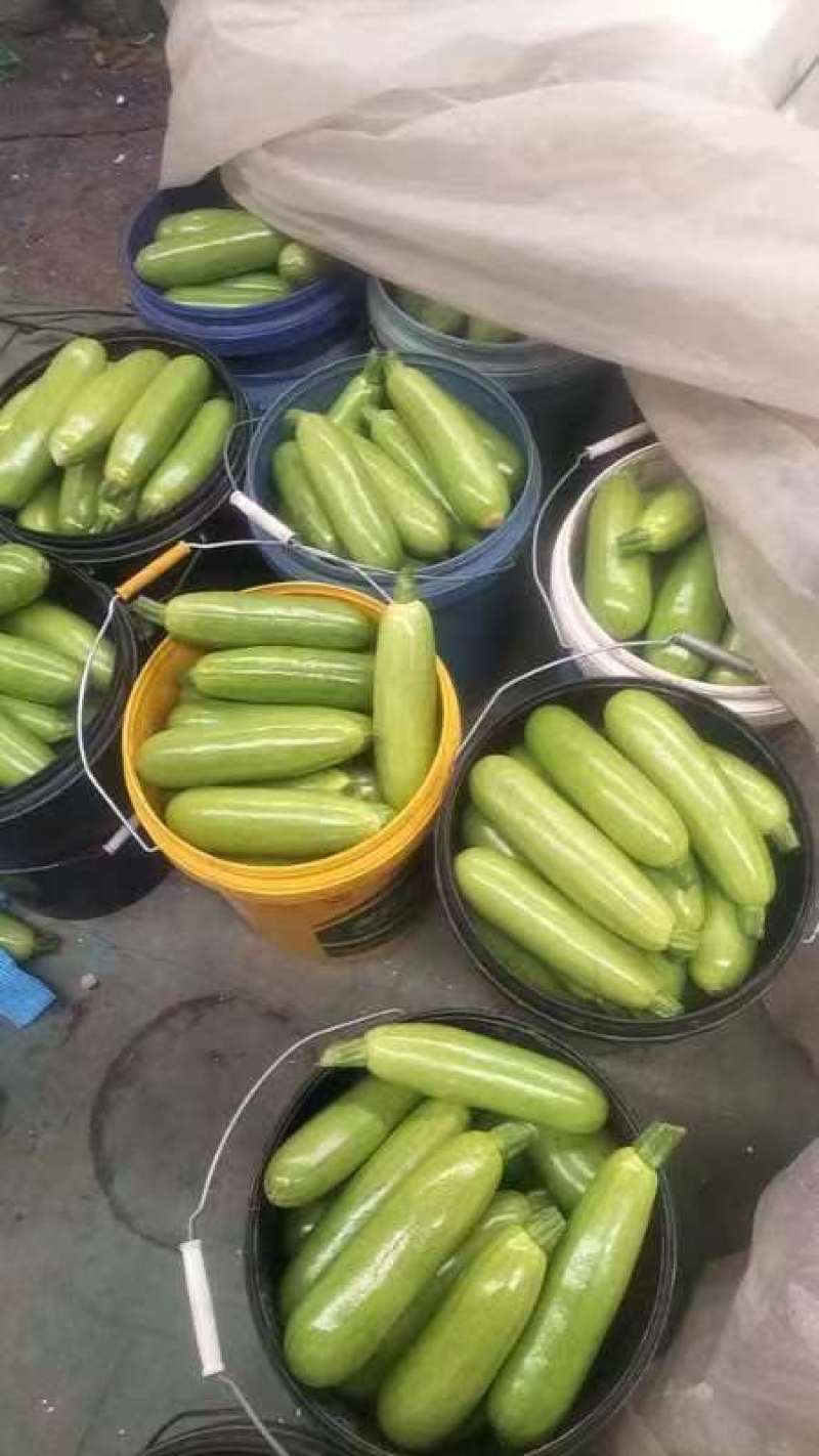 精品西葫芦货源充足量大从优质量保证对接全国欢迎咨询