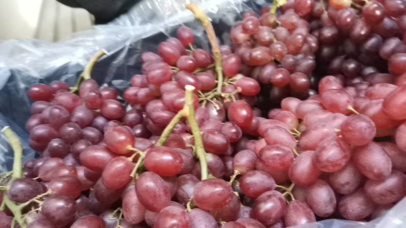 【龙口特产】新鲜克伦生葡萄，甜蜜多汁，当地直供，品质保证！