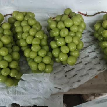 【龙口特产阳光玫瑰葡萄甜蜜多汁，当地直供，品质保证