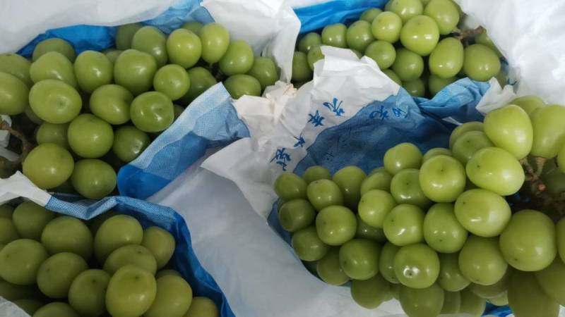 【龙口特产阳光玫瑰葡萄甜蜜多汁，当地直供，品质保证