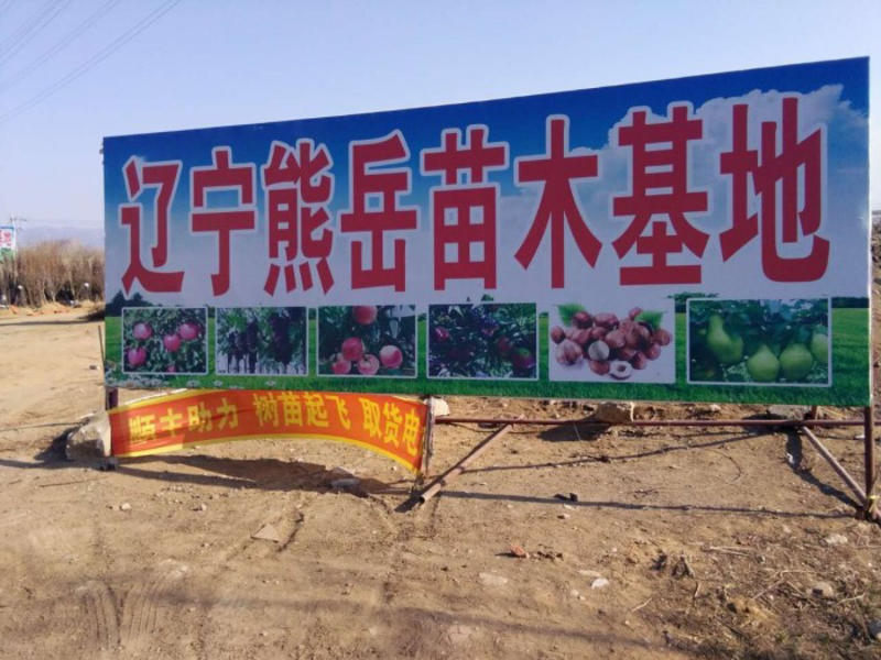 辽宁王林苹果苗产地品种纯正