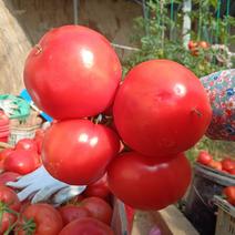 西红柿基地大量上市，欢迎老板来采购。