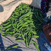 兰陵县黄瓜扭子，食堂货，大量供应，价格不高，产地直发