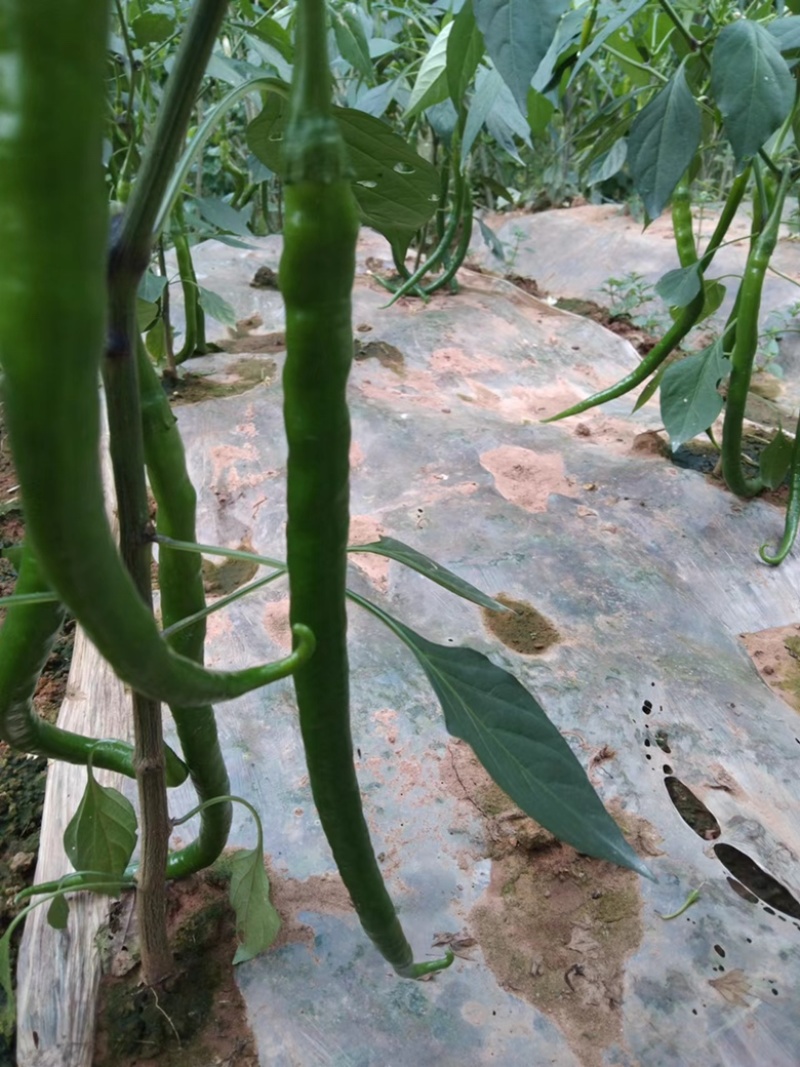 大量上市青二荆条线椒宜宾大基地货（薄皮青线椒）