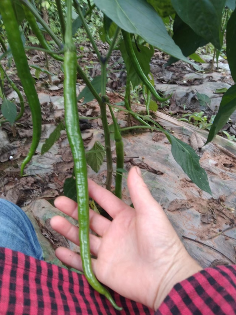 大量上市青二荆条线椒宜宾大基地货（薄皮青线椒）