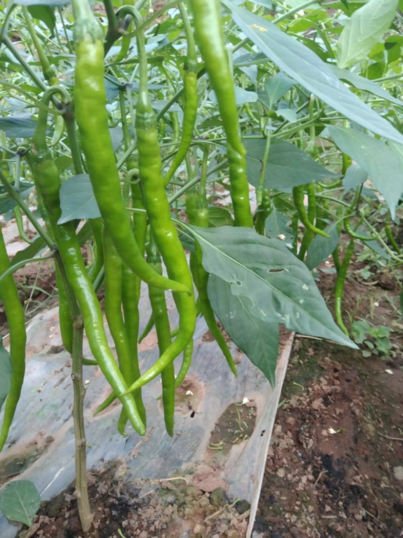 大量上市青二荆条线椒宜宾大基地货（薄皮青线椒）