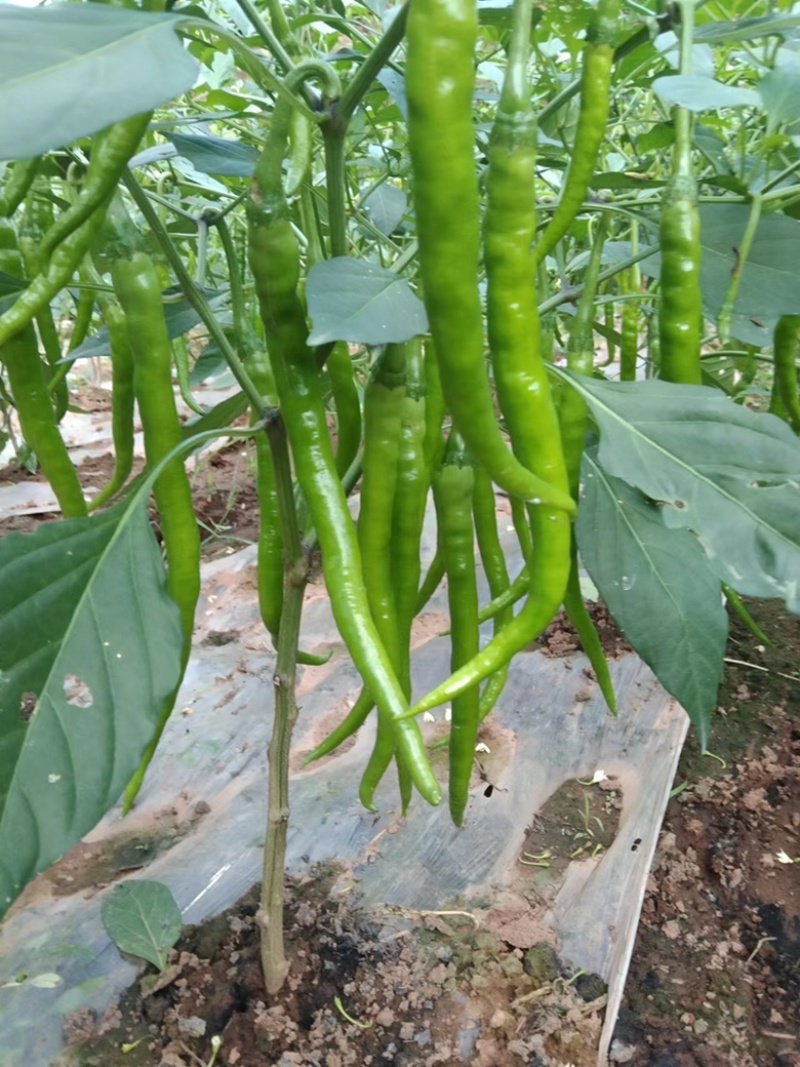 大量上市青二荆条线椒宜宾大基地货（薄皮青线椒）