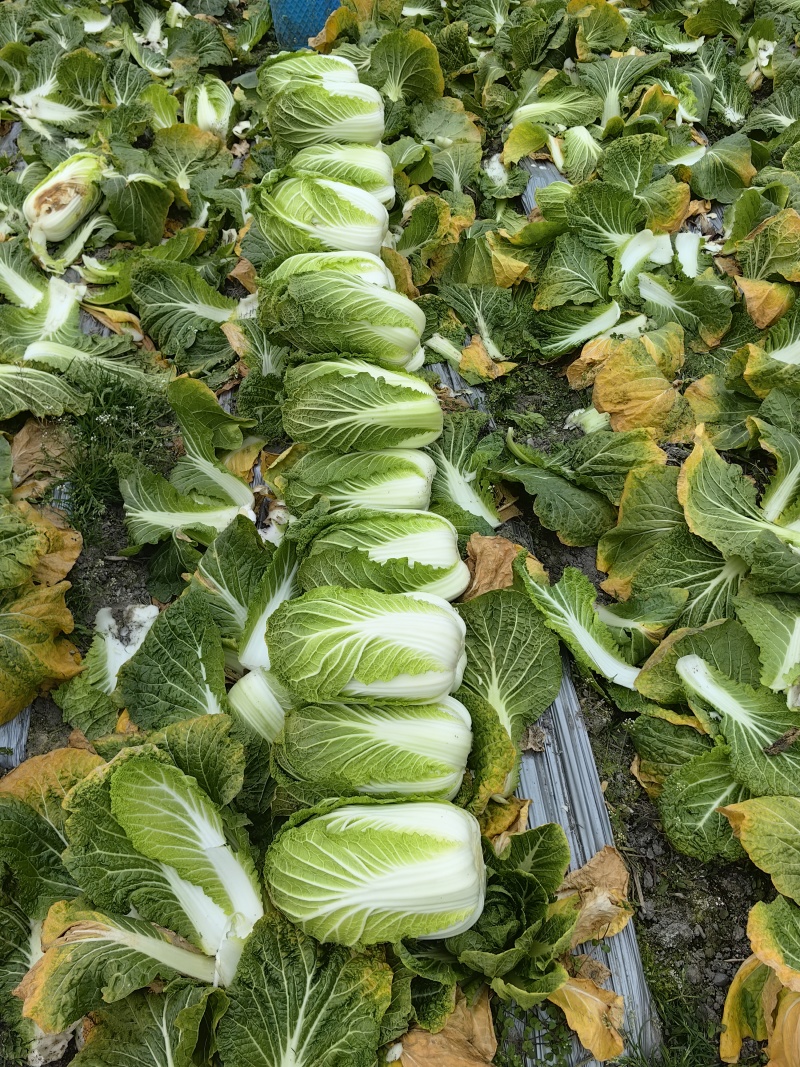 四川黄心大白菜市场货大基地无烧心无虫洞货源充足