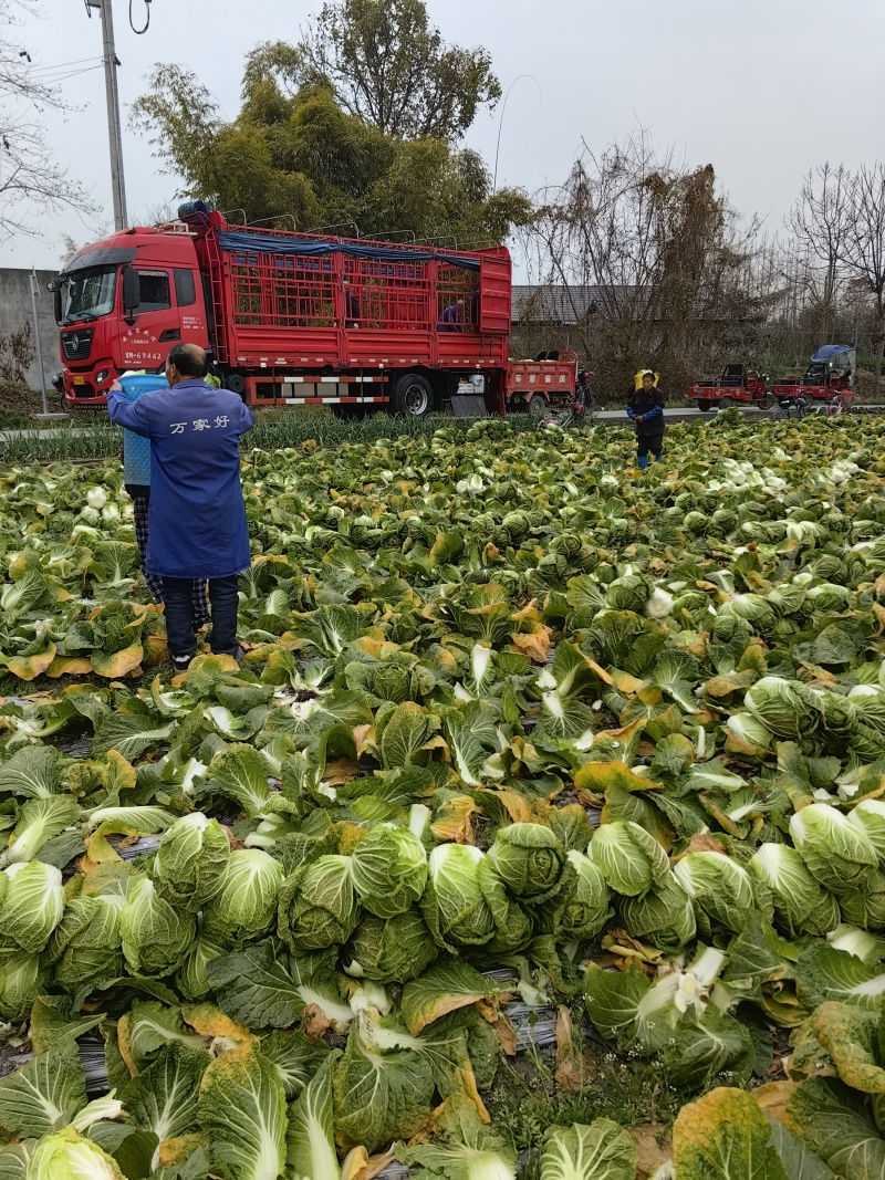 四川黄心大白菜市场货大基地无烧心无虫洞货源充足