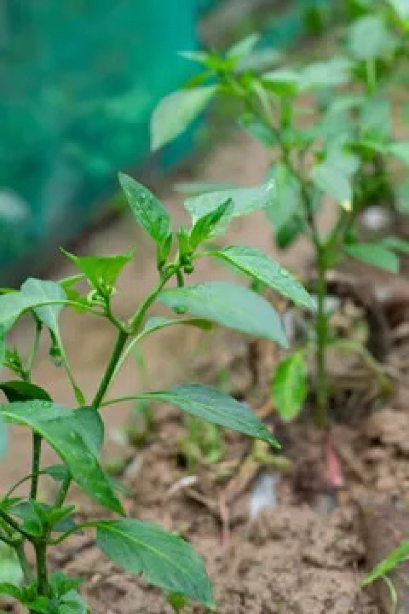 高产抗病抗虫易活朝天椒辣椒苗基地技术指导签合同回收