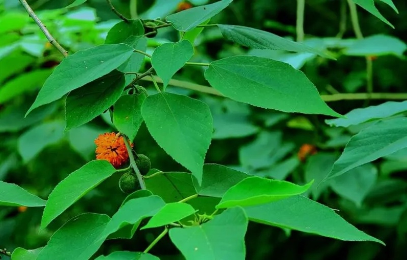 构树种子构乳树楮树楮实子沙纸树假杨梅可以做牧草