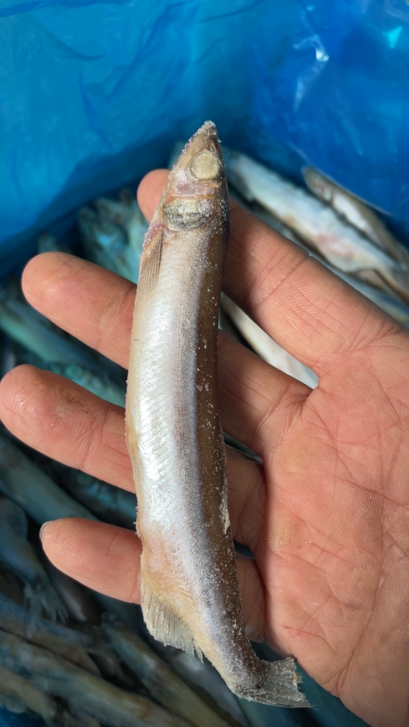 多春鱼新鲜多籽鱼冷冻烧烤商用冰鲜特大带籽即食海鲜水产鱼籽