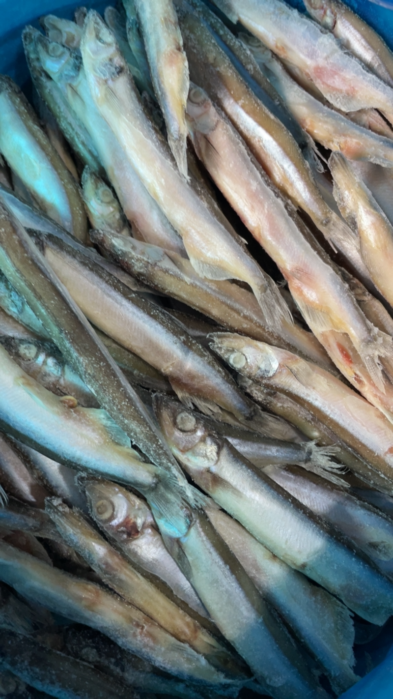 多春鱼新鲜多籽鱼冷冻烧烤商用冰鲜特大带籽即食海鲜水产鱼籽