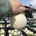 白萝卜圆罗卜精品9两起3两一个规格一键代发