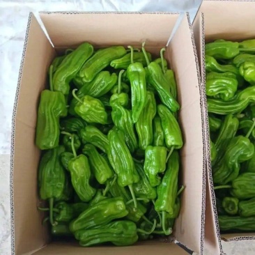 湖北精品芜湖椒大量上市品质保证一手货源量大从优
