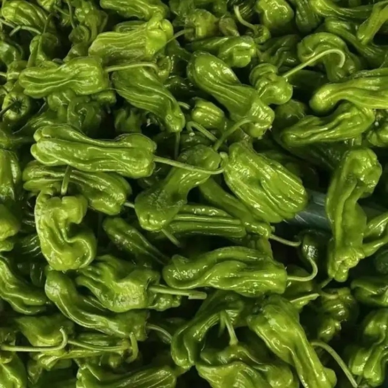 湖北精品芜湖椒大量上市品质保证一手货源量大从优